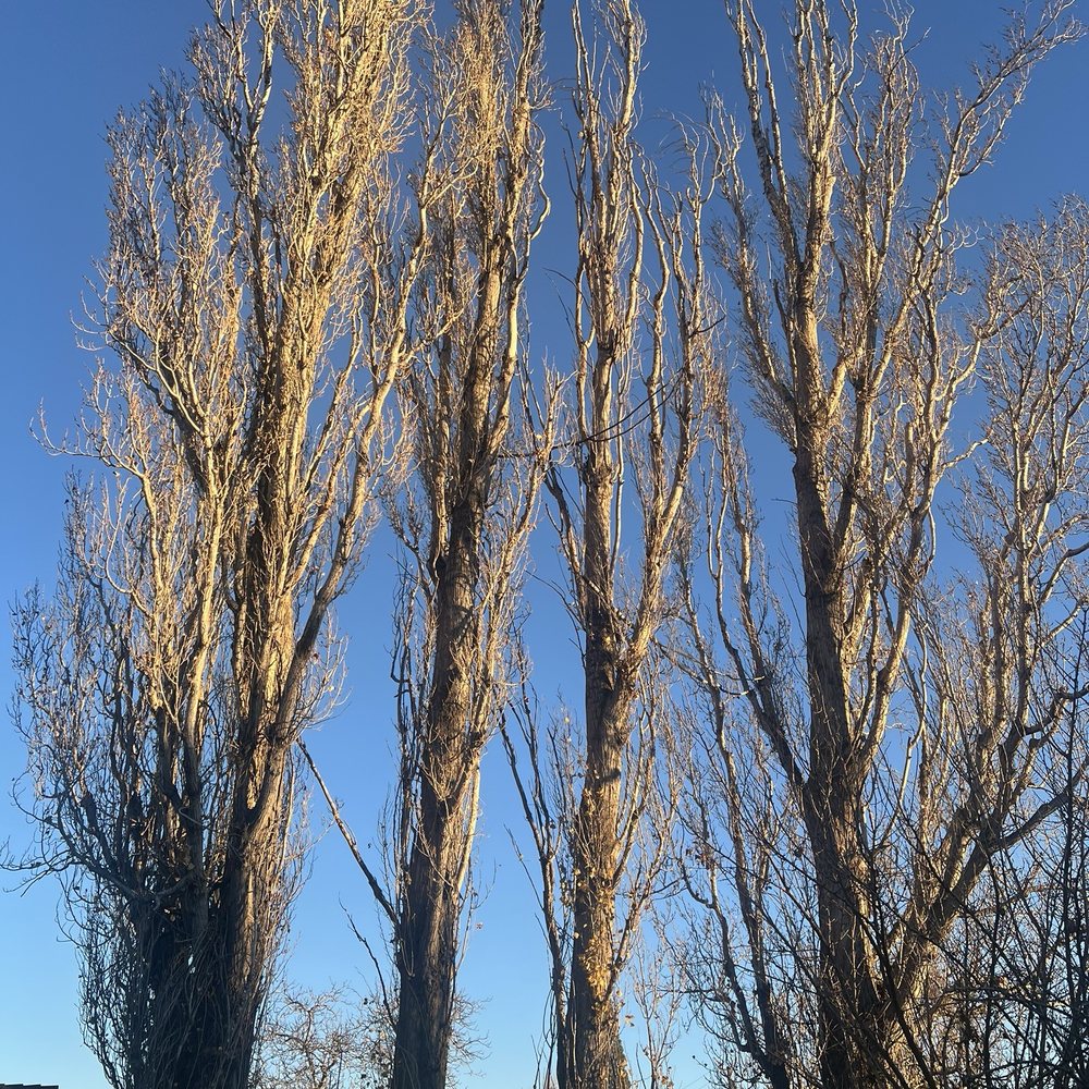 Paragon Tree Care - Before - Tree Services Near Me - Bakersfield, California Paragon Tree Care - Before - Tree Services Near Me - Bakersfield, California