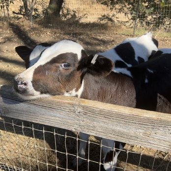 Fog Willow Farms - Baby calf's - Attraction Farms Near Me - Wilton, California Fog Willow Farms - Baby calf's - Attraction Farms Near Me - Wilton, California