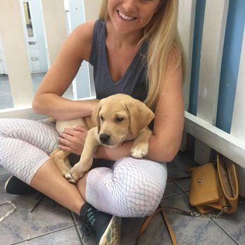 All About Puppies - Pet Stores Near Me - Largo, Florida
