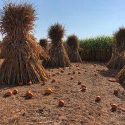 Doyle's Farm