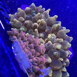 DT Aquarium - Bubble-tipped anemone
