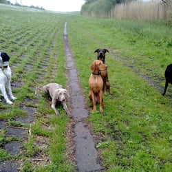 Biggi Sommer - graf thomas, fay, idi, frida und naomi