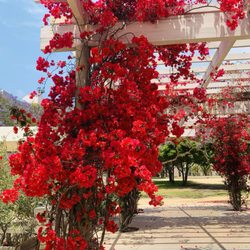 May through June are the super bloom season around Curson Cafe!