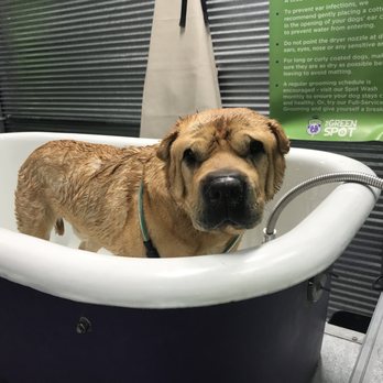 The Green Spot Omaha - Dudley doesn't love baths but it's so much easier at The Green Spot than at home. - Pet Stores Near Me - Omaha, Nebraska The Green Spot Omaha - Dudley doesn't love baths but it's so much easier at The Green Spot than at home. - Pet Stores Near Me - Omaha, Nebraska