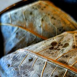 Tasty Dim Sum House - Tasty Dim Sum House,Chino Hills,California is DELICIOUS!