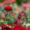 The Berkeley Rose Garden gift card