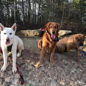 Red River Gorge - Chief, Charlie, and Pablo on a huge rock. You just can't tell in the picture. - Hiking Near Me - Stanton, Kentucky