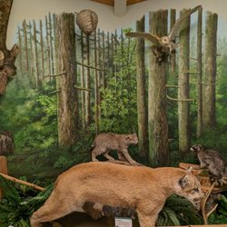 LL Stubb Stewart State Park - Shop down at the main building