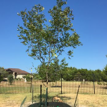 Moon Valley Nurseries - Pecan - Nurseries & Gardening Near Me - Austin, Texas Moon Valley Nurseries - Pecan - Nurseries & Gardening Near Me - Austin, Texas
