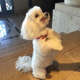 Porsha, all clean and fluffy, after Amanda groomed her.