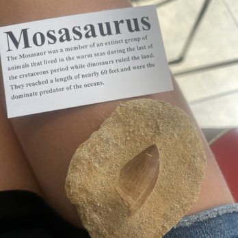 Ava's Silver & Rock Shop - Mosasaurus Tooth. - Jewelry Near Me - Thermopolis, Wyoming Ava's Silver & Rock Shop - Mosasaurus Tooth. - Jewelry Near Me - Thermopolis, Wyoming