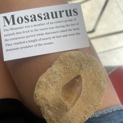 Ava's Silver & Rock Shop - Mosasaurus Tooth.