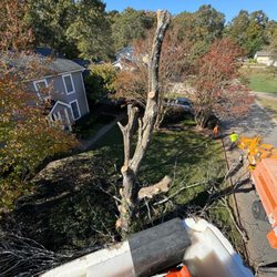 Timber Bros Tree Service