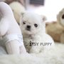 Photo of Itsy Puppy