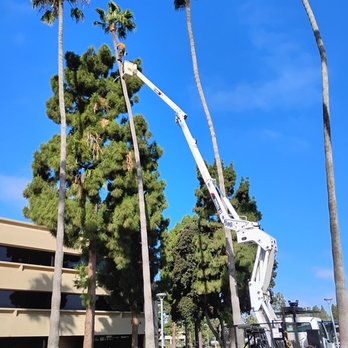 Greene Tree Care - Sometimes the lift won't reach!! No problem - Tree Services Near Me - Camarillo, California Greene Tree Care - Sometimes the lift won't reach!! No problem - Tree Services Near Me - Camarillo, California