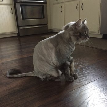 the cat doctor valencia