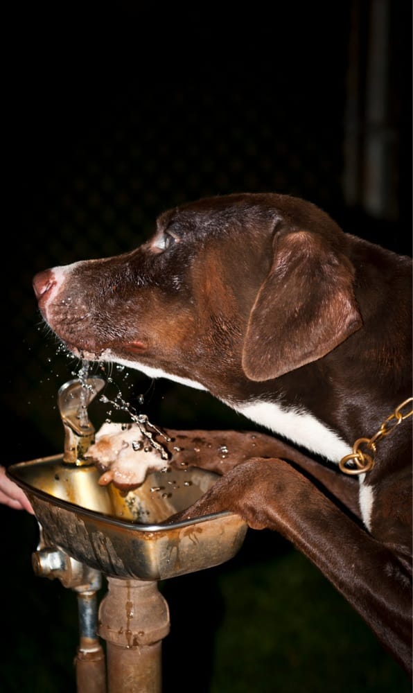 MOANALUA OFFLEASH DOG PARK with photos Updated August 2024 138