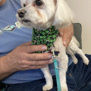 Ohana Paws - Here is my little guy Happy loves going to Ohana he always looks beautiful after his grooming - Pet Groomers Near Me - Rialto, California Ohana Paws - Here is my little guy Happy loves going to Ohana he always looks beautiful after his grooming - Pet Groomers Near Me - Rialto, California