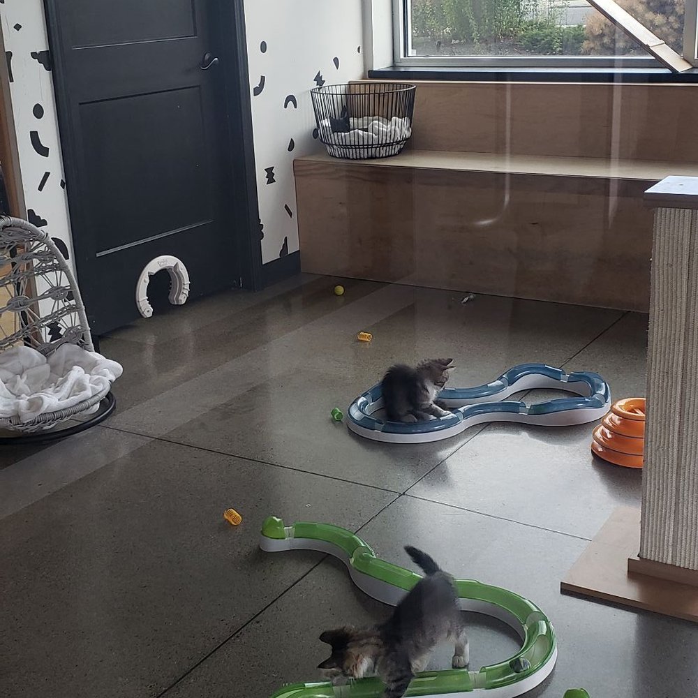 Kitty Cantina - Kitty room living their best lives - Themed Cafes Near Me - Spokane, Washington Kitty Cantina - Kitty room living their best lives - Themed Cafes Near Me - Spokane, Washington