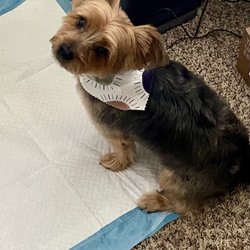 Pitt County K9 Academy - Gigi, 11lb Yorkie. Received Mobile grooming services.