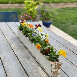 Ready Growers - Tabletop Beauty