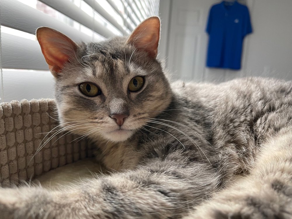 VI PETS PLAINFIELD Updated September 2024 21 Reviews 4191 Plainfield Ave NE, Grand