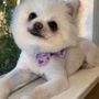 Photo of Happy Pet