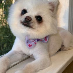 Happy Pet