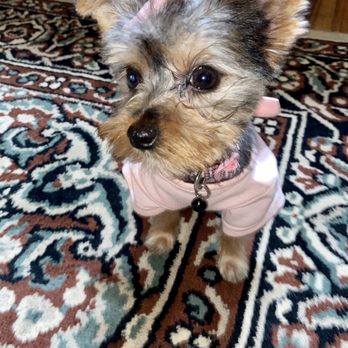 Brooklyn Pet Spa - AFTER - Pet Groomers Near Me - Brooklyn, New York
