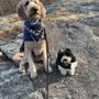 Photo of Wigglebutts & Pups