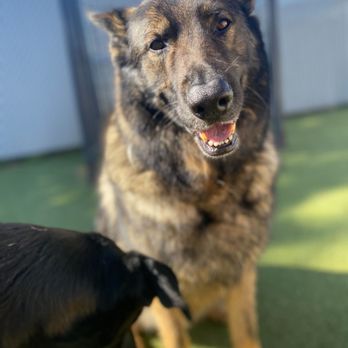 Luckydog Day & Night Care - Pet Groomers Near Me - Springfield, Oregon Luckydog Day & Night Care - Pet Groomers Near Me - Springfield, Oregon