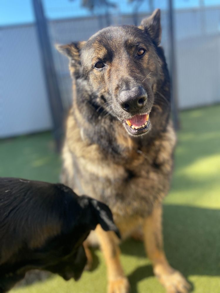 Luckydog Day & Night Care - pet boarding facility in Springfield, OR