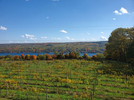 Keuka Lake Vineyards by null