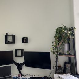 My husband loves his new home office plant! My husband loves his new home office plant!