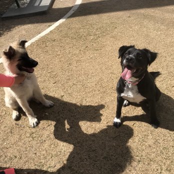 CJ Dog Park - Dog Parks Near Me - Las Vegas, Nevada CJ Dog Park - Dog Parks Near Me - Las Vegas, Nevada