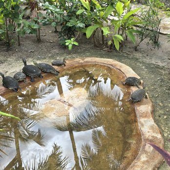 Puerta Maya - Turtles in Puerta Maya - Tours Near Me - Cozumel, ROO