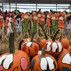 Gasko's Family Farms - Painted pumpkins