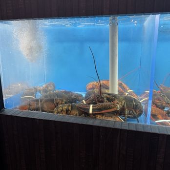 Everyday Authentic Chinese Cuisine - Live Lobster - Chinese Near Me - East Lansing, Michigan Everyday Authentic Chinese Cuisine - Live Lobster - Chinese Near Me - East Lansing, Michigan
