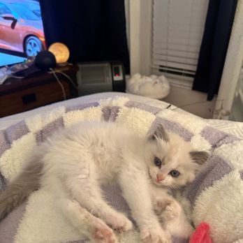Sugar Plum Ragdolls - Pet Breeders Near Me Sugar Plum Ragdolls - Pet Breeders Near Me