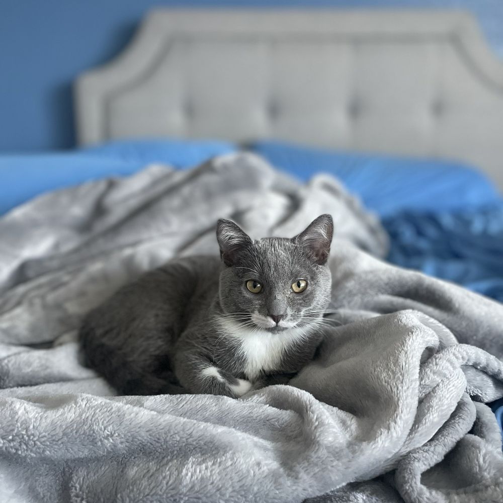 TOP 10 BEST Veterinarians Open on Sunday in Mission Viejo, CA - Updated  2026 - Yelp