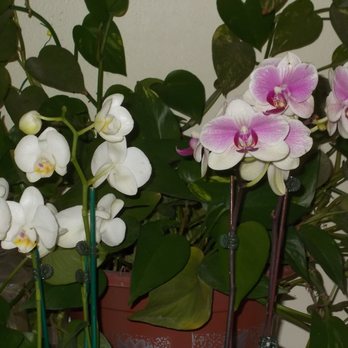Flora Clay - Florists Near Me - Los Angeles, California Flora Clay - Florists Near Me - Los Angeles, California