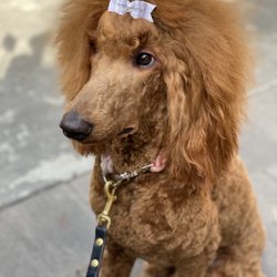Lyndon Pet Grooming - Such a great groom!