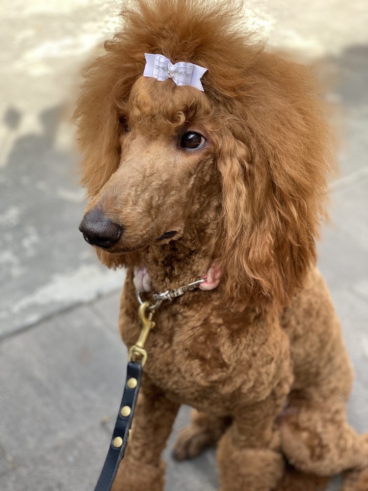 LYNDON PET GROOMING Updated June 2024 9311 New La Grange Rd