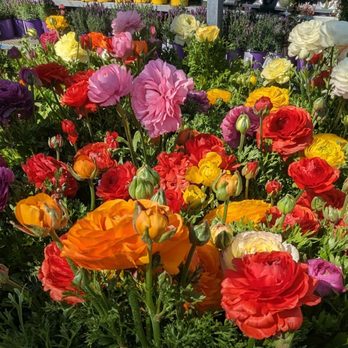 The Home Depot - Beautiful selection of flowers and plants. - Hardware Stores Near Me - Laguna Niguel, California