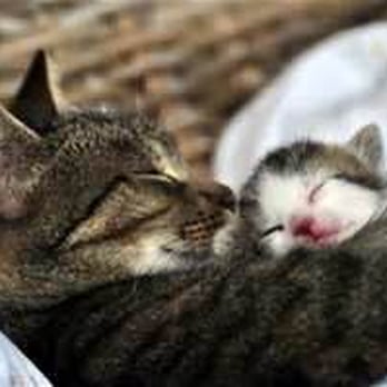 Critter Sitters - Pet Sitting Near Me - Thousand Oaks, California Critter Sitters - Pet Sitting Near Me - Thousand Oaks, California