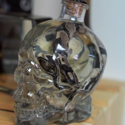 Fae's Cabinet - Wet Specimens