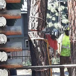 Durkin Tree Service - Stump was 2 feet from the cabin