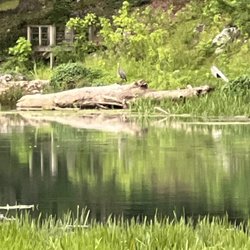 Mammoth Spring RV Park & Cabins - River view