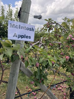 Belkin Family Lookout Farm - U-Pick Orchard - Taproom, Outdoor Dining and Market by null