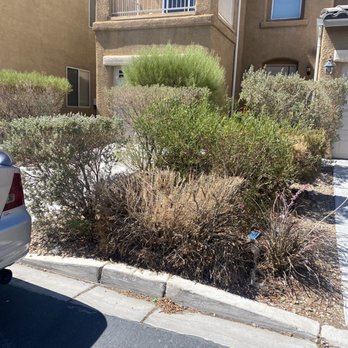 Enpark Landscape - Before - Tree Services Near Me - Las Vegas, Nevada